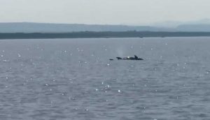 I delfini avvistati nel mare di Montalto 