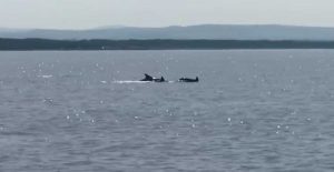 I delfini avvistati nel mare di Montalto 