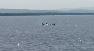 I delfini avvistati nel mare di Montalto 