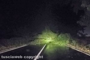 Uno degli alberi caduti sulla Commenda che è ora bloccata