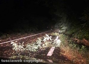 Uno degli alberi caduti sulla Commenda che è ora bloccata