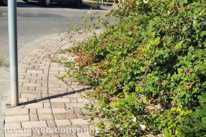 Viterbo - Le erbacce su via Raffaello