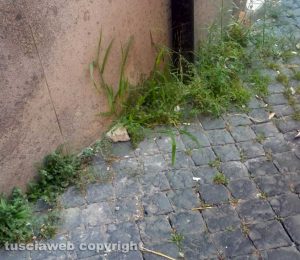 Viterbo - Erbacce in via della Pettinara