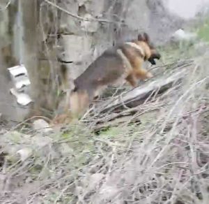 Il cane eroe dei terremotati Kaos