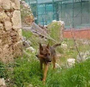 Il cane eroe dei terremotati Kaos