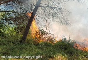 Tarquinia - L'incendio nella pineta di San Giorgio