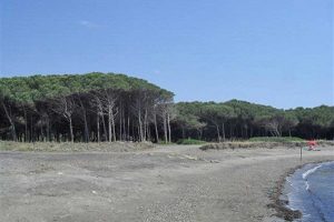 Tarquinia - La pineta di San Giorgio