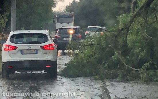 Maltempo - Albero caduto in strada - Immagine di repertorio