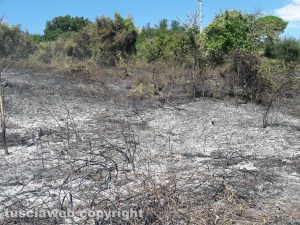 Celleno - Incendio di sterpaglie