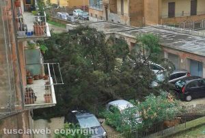 Capranica - Albero caduto in un condominio
