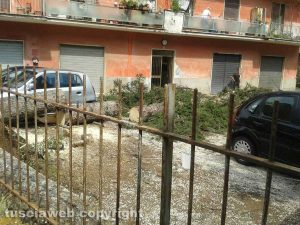 Capranica - Albero caduto in un condominio
