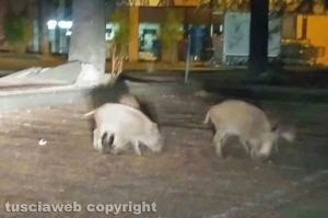 Viterbo - Cuccioli di cinghiale in via Monte Cervino