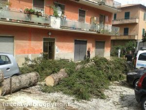 Capranica - Albero caduto in un condominio