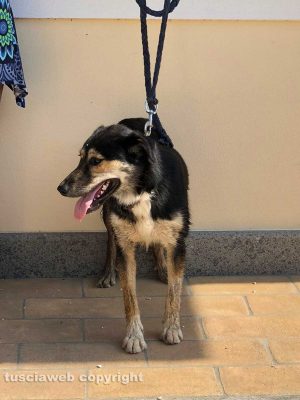 Viterbo - Ritrovato cane smarrito in strada Paliano