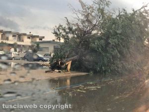 Maltempo - Nubifragio a Montalto Marina - Un albero crollato