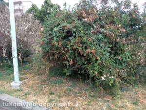 Viterbo - Santa Barbara - Giardino in piazzale dei Buccheri