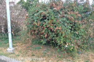 Viterbo - Il giardino in piazzale dei Buccheri
