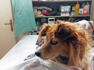 La cagnolinia ritrovata a Montalto di Castro