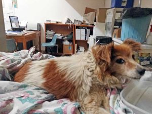 La cagnolinia ritrovata a Montalto di Castro
