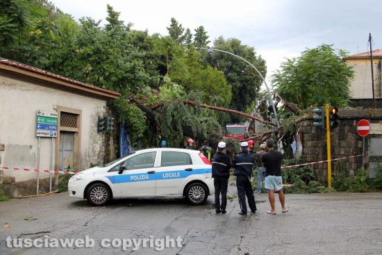 Viterbo - Il pino caduto su via del Pilastro