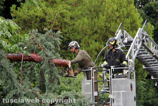 Albero caduto - Vigili del fuoco al lavoro