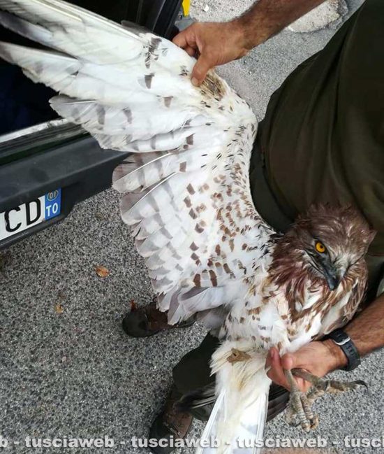 Marta - Il salvataggio del falco biancone