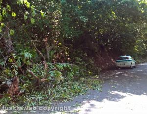 Montefiascone - Albero caduto in via del Lago