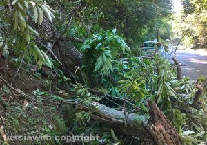 Montefiascone - Albero caduto in via del Lago