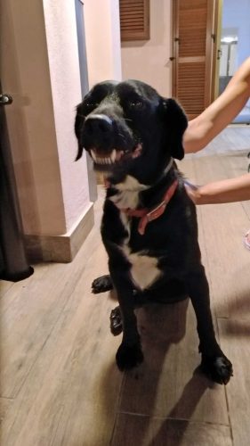 Il cane smarrito sulla Sammartinese 