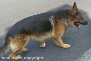 Viterbo - Il cane trovato in via Belluno
