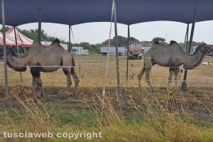 Tarquinia - Due cammelli del Rony roller circus