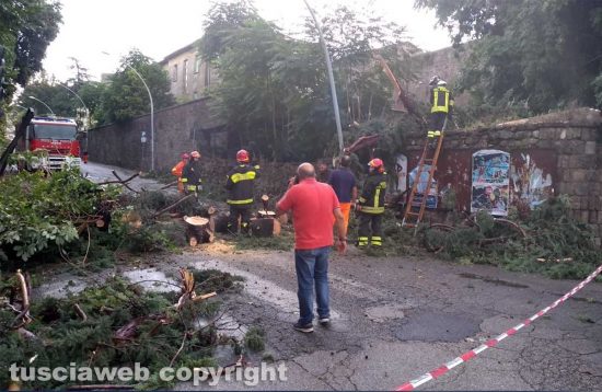 Viterbo - Il pino caduto su via del Pilastro