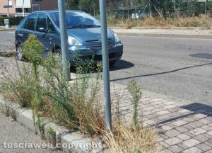 Viterbo - Santa Barbara - Erbacce in via Raffaello