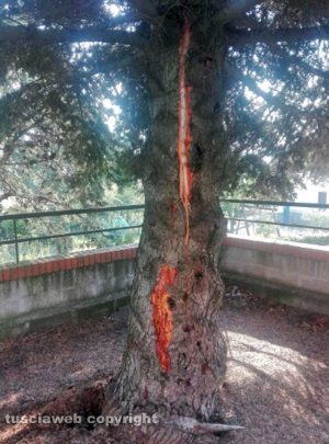 Fulmine caduto su un albero a Lubriano - Foto di Raffele e Giandomenico Cortignani