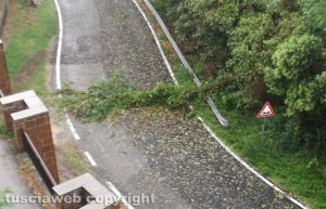 Albero caduto tra Pisciarello e Sipicciano