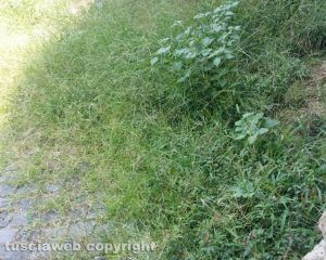 Viterbo - Pianoscarano - Erbacce in via delle Caprarecce