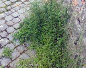 Viterbo - Pianoscarano - Erbacce in via delle Caprarecce