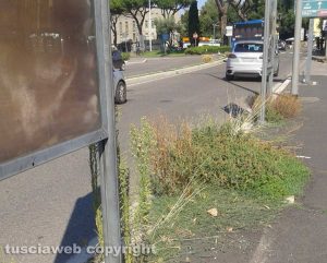 Viterbo - Erbacce a piazzale Gramsci