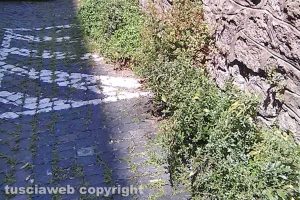 Viterbo - Incuria nel quartiere Trinità