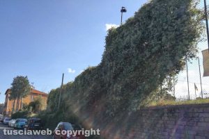 Viterbo - Incuria a via Castello Almadiano