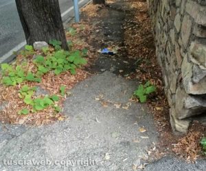 Viterbo - Erbacce sui marciapiedi di Santa Maria in Gradi