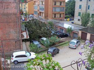 Capranica - Albero caduto in un condominio