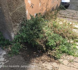 Viterbo - Erbacce in via Maria SS Liberatrice