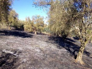 Incendio in località Pisciarello-Sipicciano