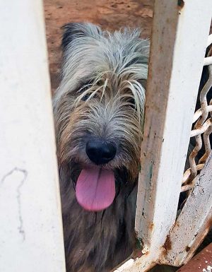 Fred, il cane abbandonato a Velletri
