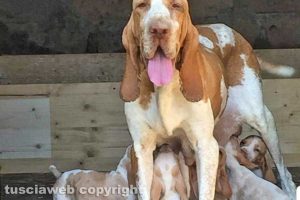 I cuccioli di bracco italiano 