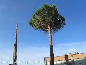 Viterbo - I pini marittimi alla scuola Paolo Savi