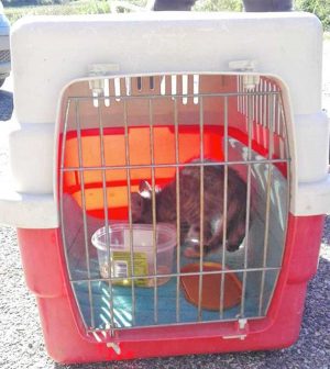 Marta - Gattino cade in un tombino