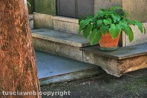 Viterbo - Il cipresso secco al cimitero di San Lazzaro