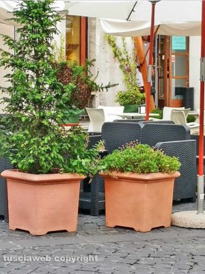 Montefiascone - Il nido di api